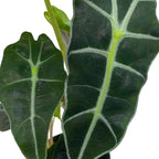 BubbleBlooms Alocasia African mask, 4 inch amazonica Polly