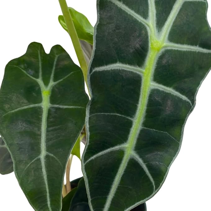 BubbleBlooms Alocasia African mask, 4 inch amazonica Polly