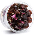 SubstrateSource Live Plant - Alternanthera Reineckii Lilacina Red Stem Tissue Culture Aquatic Live Aquarium Plant - 100% Snail Free in Vitro Cup (AR Lilacina)