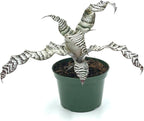 ragnaroc Live Plants – Cryptanthus ‘Absolute Zero‘, Jumbo 4-8" in 4" Pot - 1ct - Live Arrival Guaranteed - House Plants for Home Decor & Gift