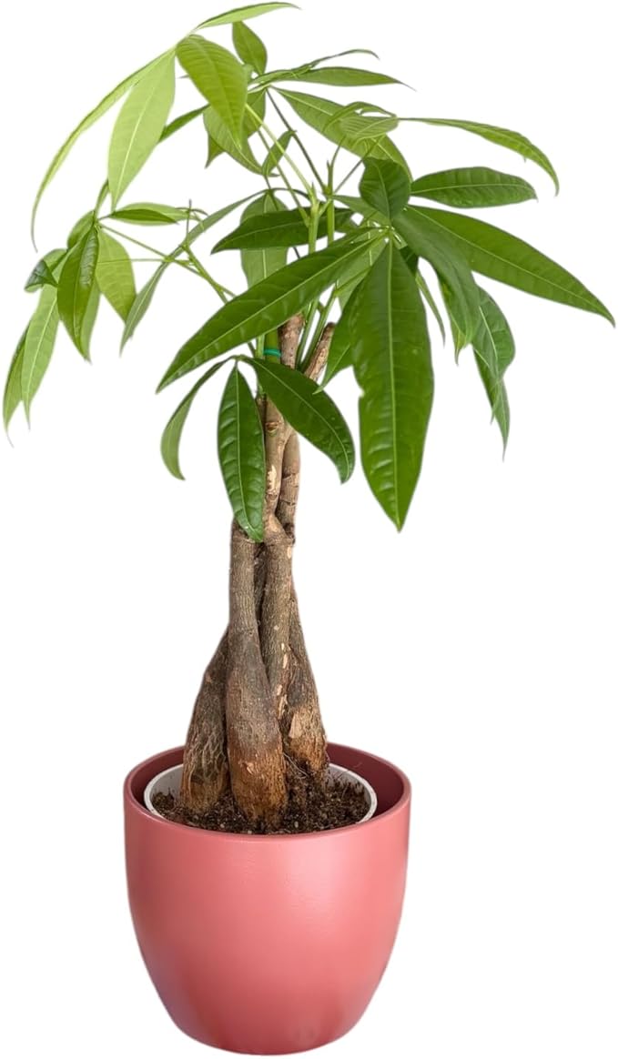 Money Tree Live Plant | 14-22 Inches Tall Bonsai | Easy to Grow Indoor Houseplant | Home, Office, or Room Decor | Birthday, Housewarming Gift (Coral)