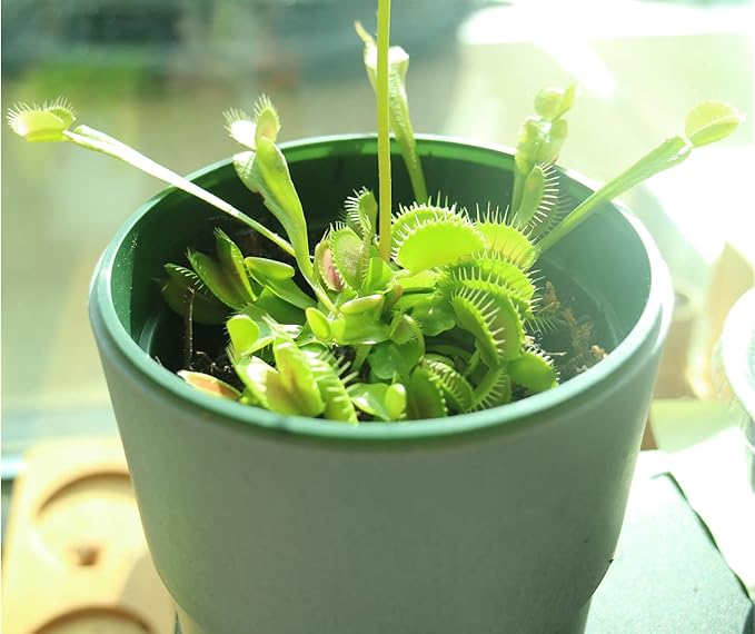 Venus Flytrap Kit, Live Venus Fly Trap Terrarium Included/DIY Beginner Friendly Starter Kit, Educational Growing Plant, Exotic Native