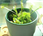 Venus Flytrap Kit, Live Venus Fly Trap Terrarium Included/DIY Beginner Friendly Starter Kit, Educational Growing Plant, Exotic Native