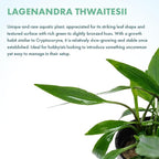 SubstrateSource Live Plants - Lagenandra thwaitesii (Lagenandra thwaitesii) - Moderate Light Aquarium Display, Dark Green with Silvery Sheen Accent, Midground to Background Tank Placement - Pot