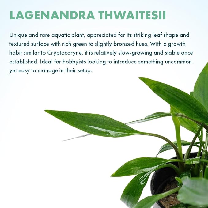 SubstrateSource Live Plants - Lagenandra thwaitesii (Lagenandra thwaitesii) - Moderate Light Aquarium Display, Dark Green with Silvery Sheen Accent, Midground to Background Tank Placement - Pot