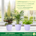 Thorsen's Greenhouse Live Pet Safe Houseplants (3 Pack), Easy to Grow, Pet Friendly & Non-Toxic, Grower's Choice Bundle, 4-inch Diameter Established Plants, Lavender Ruffled Pot (3-Pack)