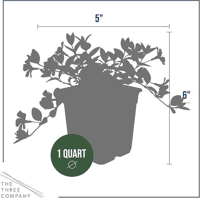 Live Vinca Minor Periwinkle 2-Pack – Bowles Blue – Evergreen Shade Groundcover Perennial, 6” Tall, 1 Qt Pot