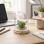 Persian Violet Terrarium, Elegant Live Flowering Plant Gift, Continuous Blooming, Self-Growing, No-Watering, Zero-Maintenance Indoor Glass Décor