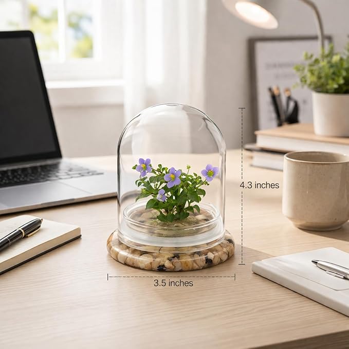 Persian Violet Terrarium, Elegant Live Flowering Plant Gift, Continuous Blooming, Self-Growing, No-Watering, Zero-Maintenance Indoor Glass Décor