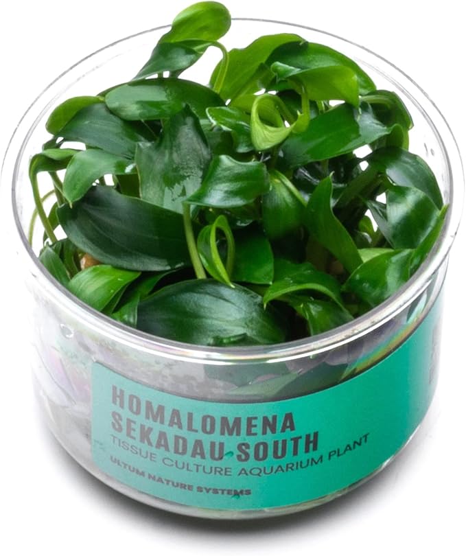Ultum Nature Systems Homalomena Sp. Sekadau South Tissue Culture Live Plant for Aquarium, Aquascape, Freshwater Fish Tanks - 100% Snail Free in Vitro