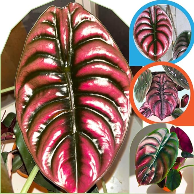 2 Rare Red Alocasia Plants Live Houseplant for Indoor Outdoor Growing, 4 to 8 Inches Tall, Rare and Hardy