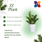 ZZ Green Plant Live in 10 inch Decorativ Pot, Easy Care Low Light Indoor House Plant for Home and Office Decor by United Nursery