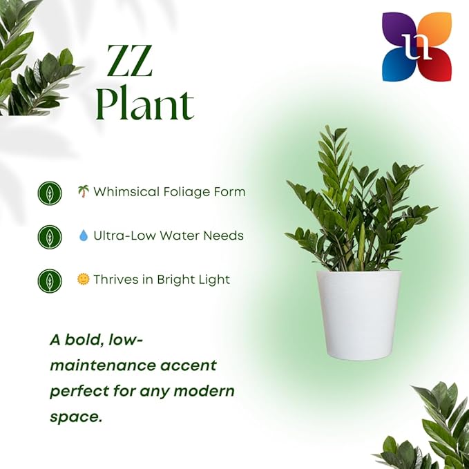 ZZ Green Plant Live in 10 inch Decorativ Pot, Easy Care Low Light Indoor House Plant for Home and Office Decor by United Nursery