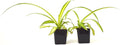 9GreenBox - Ocean Spider Plant - Easy to Grow - Cleans The Air - New - 2 Pack