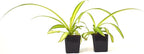 9GreenBox - Ocean Spider Plant - Easy to Grow - Cleans The Air - New - 2 Pack