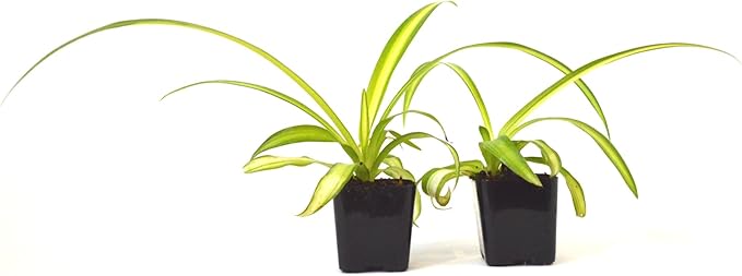 9GreenBox - Ocean Spider Plant - Easy to Grow - Cleans The Air - New - 2 Pack