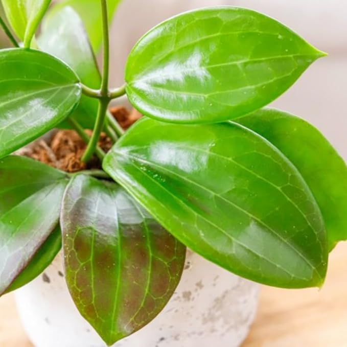 2 Light Yellow Hoya Plants Live Houseplants, Indoor Outdoor Planting, Starter 5-8 Inches in Tall, Well-Rooted for Zones 9-11