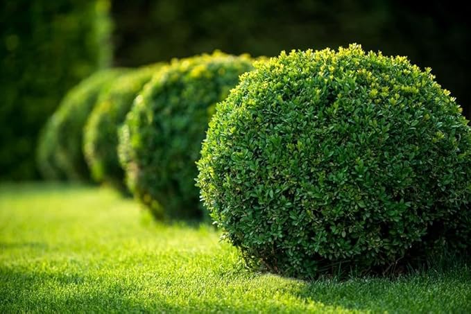 Green Velvet Hybrid Boxwood Shrub- Dense Evergreen for Hedges & Topiary- Pet Safe, Container Friendly, Low Maintenance 3 Gallon