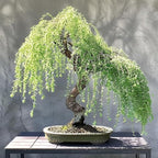30+Weeping Willow Bonsai Tree Seed-Graceful Bonsai with Drooping Branches, Compact Ornamental Tree for Indoor Outdoor Decor