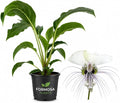 White Bat Flower - 1 Live Plant in a 4 Inch Pot - Extremely Rare Exotic Tropical, Dramatic White Blooms with Long Whisker Bracts - Tacca integrifolia