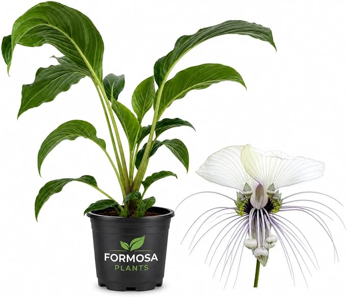White Bat Flower - 1 Live Plant in a 4 Inch Pot - Extremely Rare Exotic Tropical, Dramatic White Blooms with Long Whisker Bracts - Tacca integrifolia