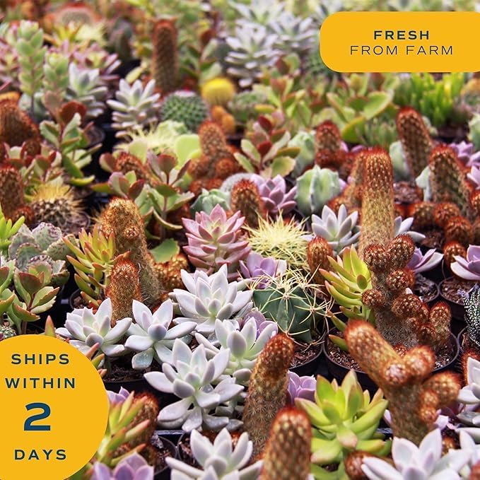 Costa Farms Mini Succulent Live Plants in Plastic Pots, Easy to Maintain Indoor Succulents, Houseplants for Home or Office Decor, Great House Warming or Party Favors, 2-3.5 Inches Tall, Pack of 25