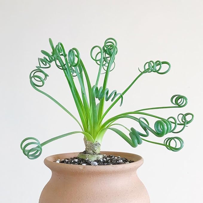Rare Albuca Spiralis Plant Live in 3" Pot, Corkscrew Frizzle Sizzle Houseplant Ornamental Albuca Spiralis, Curly Grass Succulent Live Plant
