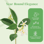 American Plant Exchange Live Confederate Jasmine – 6-Inch Pot – Fragrant Flowering Vine with Glossy Green Leaves, Easy Care Outdoor Plant for Patios, Trellises, Gardens & Landscape Décor