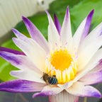 Mainam Purple Nymphaea Purple Joy Live Aquarium Plant Tropical Water Lilies Tuber for Freshwater Fish Pond Balcony