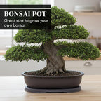 CZ Grain 14 Inch Oval Bonsai Pots and Drip Tray - Heavy Duty Display Pots (1 Pot) - Ideal for Indoor or Outdoor Bonsai - Large Display Planters - Plants, Bonsai, Herbs