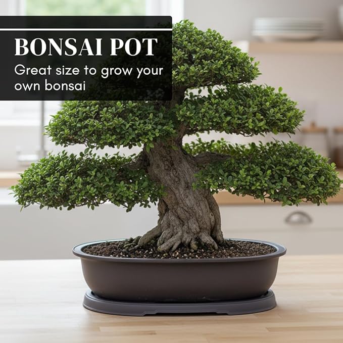 CZ Grain 14 Inch Oval Bonsai Pots and Drip Tray - Heavy Duty Display (3 Pots) - Ideal for Indoor or Outdoor Bonsai - Large Display Planters - Plants, Bonsai, Herbs
