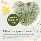 Fresh Air Plant Live Spanish Moss Houseplants Clump 10" Long to Grow, Tillandsia Air Purifying Plants Indoor for Hanging Décor