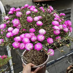 500+ Clara Moss Rose Seeds Portulaca grandiflora Moss Rose Flowers Seeds Vietnam Rose Ground Cover Plant