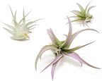 Lavender Colorful Tillandsia Air Plants - Long Lasting Color Enhanced Live Tillandsia Succulent House Plants - Home and Garden Decor - Easy Care Indoor and Outdoor Plants
