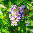 Perfect Plants Amethyst Falls Wisteria Vine 2 Gallon | Live Shrub for Outdoor Planting | Fast Growing Vines for Trellis or Fence | Beautiful Purple Flowers During Spring & Summer