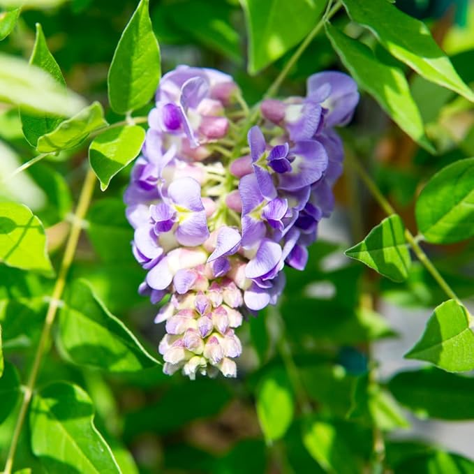 Perfect Plants Amethyst Falls Wisteria Vine 2 Gallon | Live Shrub for Outdoor Planting | Fast Growing Vines for Trellis or Fence | Beautiful Purple Flowers During Spring & Summer