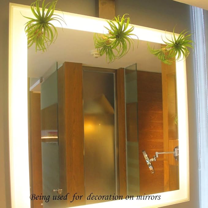 10 Pack Vertical Air Plant Holder (Suction Cup, Stainless Steel Tillandsia Air Plant Planter) A Unique Set of Air Plant Containers for Creating Tillandsia Art Display on Window. (Small)