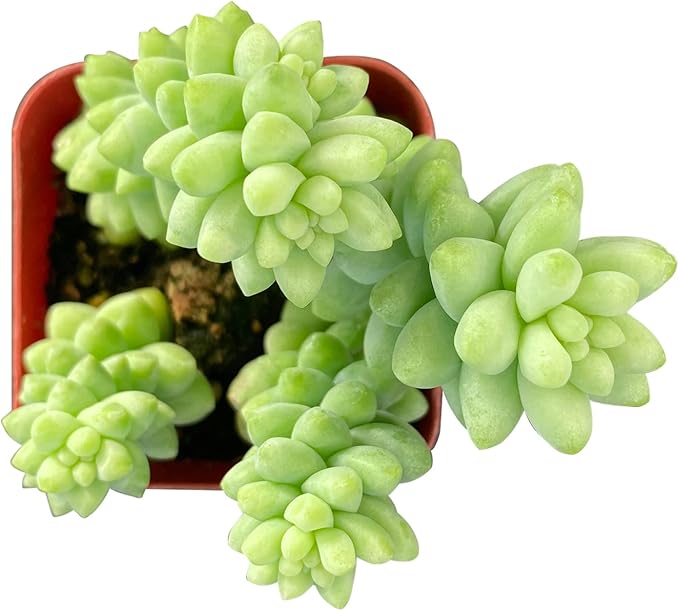 Sprout N Green Colorful Succulents Collection, 3 Live Succulent Plant Fully Rooted in 2 inch Starter Pot, Home Office Indoor Outdoor Wedding Decoration DIY Projects Party Favor