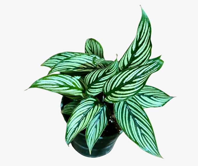 PLANTVERS Live Calathea Plant – Easy Care & Low Maintenance Tropical Houseplant – Air Purifying Indoor Plant for Low Light & Home Décor (Calathea Vittata 4" Grow Pot, 4" Grow Pot)