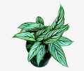 PLANTVERS Live Calathea Plant – Easy Care & Low Maintenance Tropical Houseplant – Air Purifying Indoor Plant for Low Light & Home Décor (Calathea Vittata 4" Grow Pot, 4" Grow Pot)