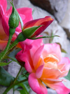 100PCS Dark Rose Mixed Color Rose Seeds Rare Garden Flower Seeds Heirloom