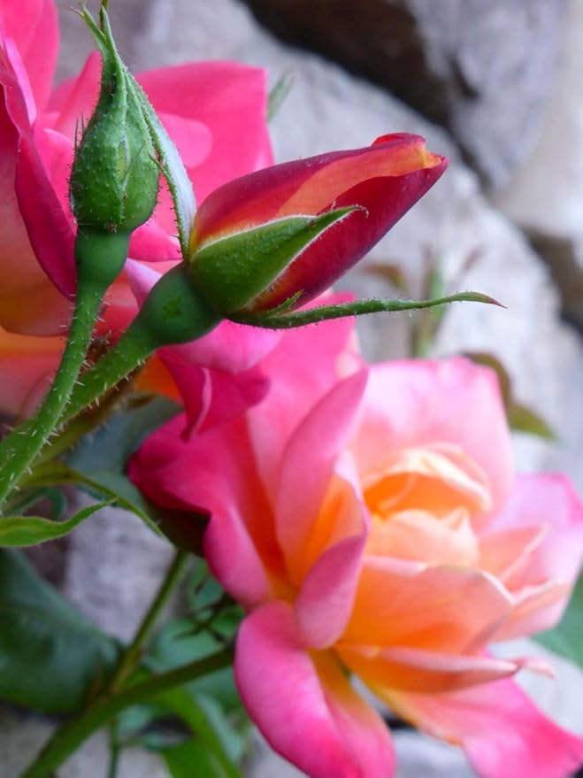 100PCS Dark Rose Mixed Color Rose Seeds Rare Garden Flower Seeds Heirloom