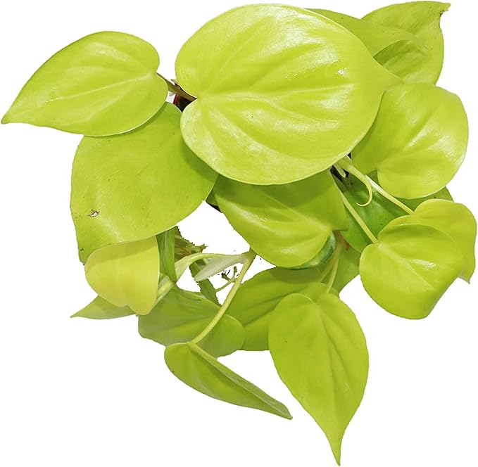 Philodendron Neon Cordatum - 4" from California Tropicals