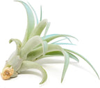 Light Blue Colorful Tillandsia Air Plants -Long Lasting Color Enhanced Live Tillandsia Succulent House Plants - Home and Garden Decor -Easy Care Indoor/Outdoor Plants (Brachycaulos Abdita, Pack of 3)