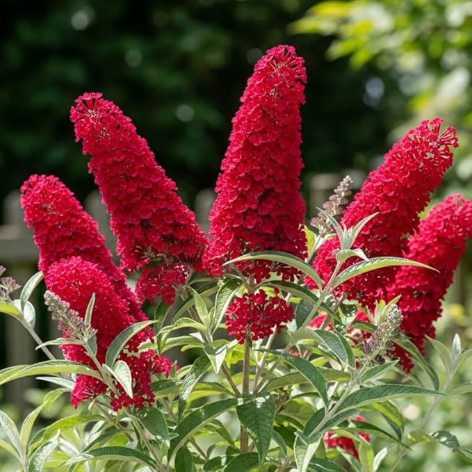 Red Butterfly Bush Live Shrub Plant Shrub, Buddleia Bush Well Rooted, 5 to 10 Inc Tall
