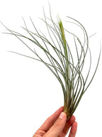 ragnaroc Air Plants Bulk - Tillandsia Juncea Wholesale, Jumbo 8-12" - 30ct - Live Arrival Guaranteed - House Plants for Home Decor & Gift