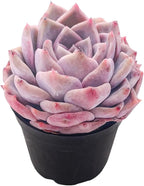 2" Live Succulent Plants Echeveria 'White Bottle', Mini Potted Succulents, Easy Care Indoor Houseplant, Unique Gifts, Home Office Décor