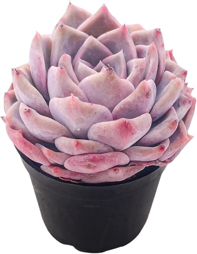 2" Live Succulent Plants Echeveria 'White Bottle', Mini Potted Succulents, Easy Care Indoor Houseplant, Unique Gifts, Home Office Décor