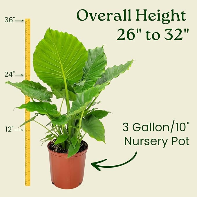 Tropical Plants of Florida Alocasia California Live Plant 3 Gallon 10 Inch Nursery Pot, 26 to 32 Inch Tall Elephant Ear Plant, Tropical Indoor Outdoor Foliage