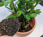 Gardenera Zamioculcas Plant Potting Soil - All-Natural Blend for Thriving Zamioculcas Plants - Boosts Root Health and Distinctive Beauty - 10 Quart